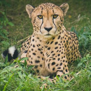 Otjitotongwe Farm Cheetah