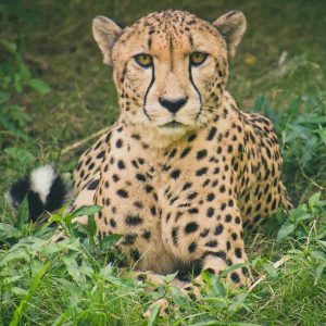Otjitotongwe Farm Cheetah