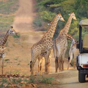 Pakamisa Private Game Reserve auf Pirsch