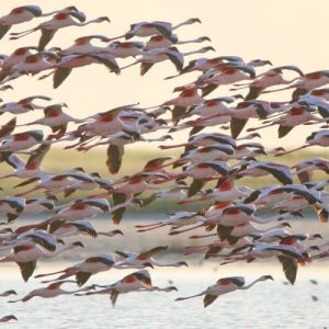 Pelican Lodge, regelmäßige Besucher
