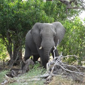 Radinare Camp, Elefant auf Pirschfahrt