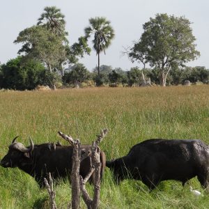 Büffel im hohen Gras, Radinare Camp