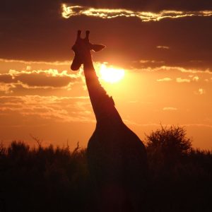 Giraffe im Abendlicht