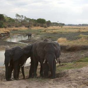 Ruaha River Lodge