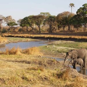 Ruaha River Lodge
