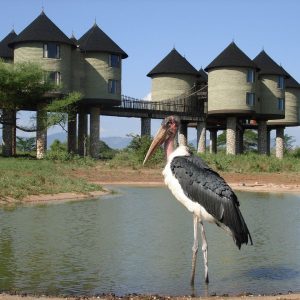 Sarova Salt Lick Lodge