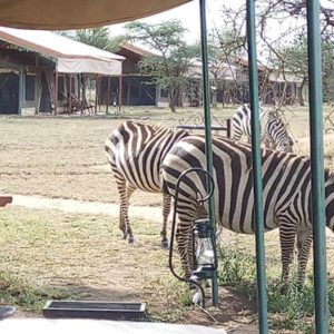 Serengeti Bush Camp