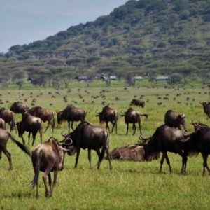 Serengeti View Camps