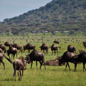 Serengeti View Camps