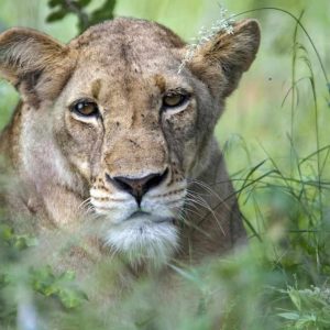 Simbavati River Lodge