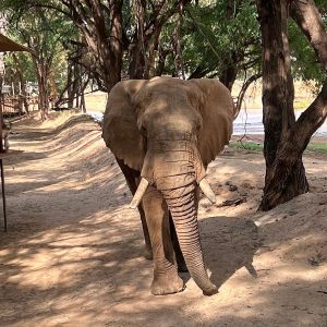 Soroi Larsens Camp, Besucher