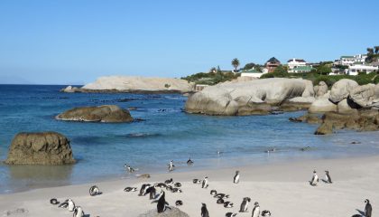 Boulders Beach Pinguinkolonie