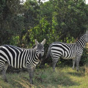 Sweetwaters Serena Camp