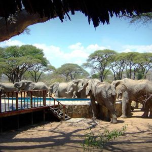 Tandala Tented Camp Elefanten am Pool