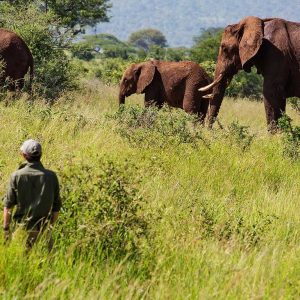 Tarangire Treetops Camp walking Safari