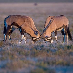 Tau Pan Pirschfahrten