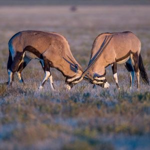 Tau Pan Pirschfahrten