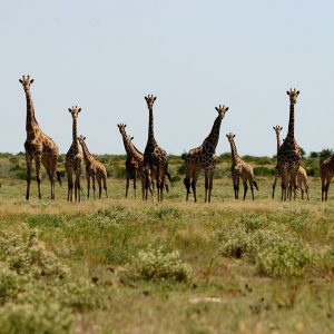 Tau Pan typisches Bild