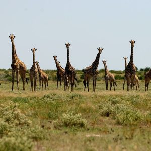 Tau Pan typisches Bild