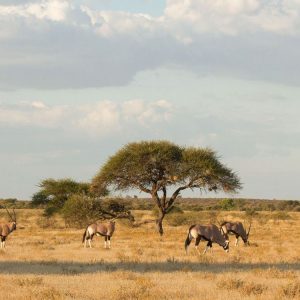 Tau Pan typische Landschaft