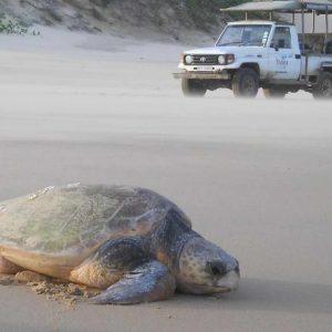 Thonga Beach Lodge Schildkröten Trekking