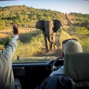 Thula Thula game drive