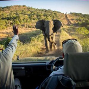 Thula Thula game drive