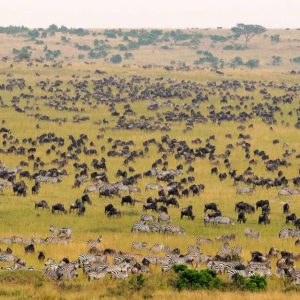Best of Kenia Tipilikwani Camp Masai Mara Great Migration
