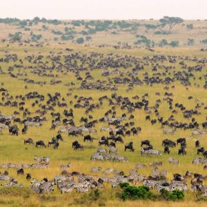 Best of Kenia Tipilikwani Camp Masai Mara Great Migration