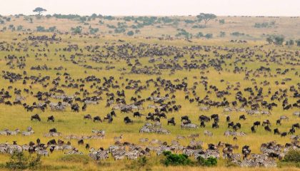 Best of Kenia Tipilikwani Camp Masai Mara Great Migration
