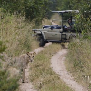 Tsowa Safari Lodge, Pirschfahrt