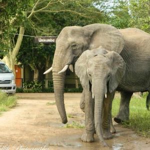 Umkumbe Safari Lodge Empfang mit Elefanten
