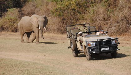 Walking Safari , Wildes Sambia