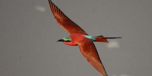 Carmine Bee Eater
